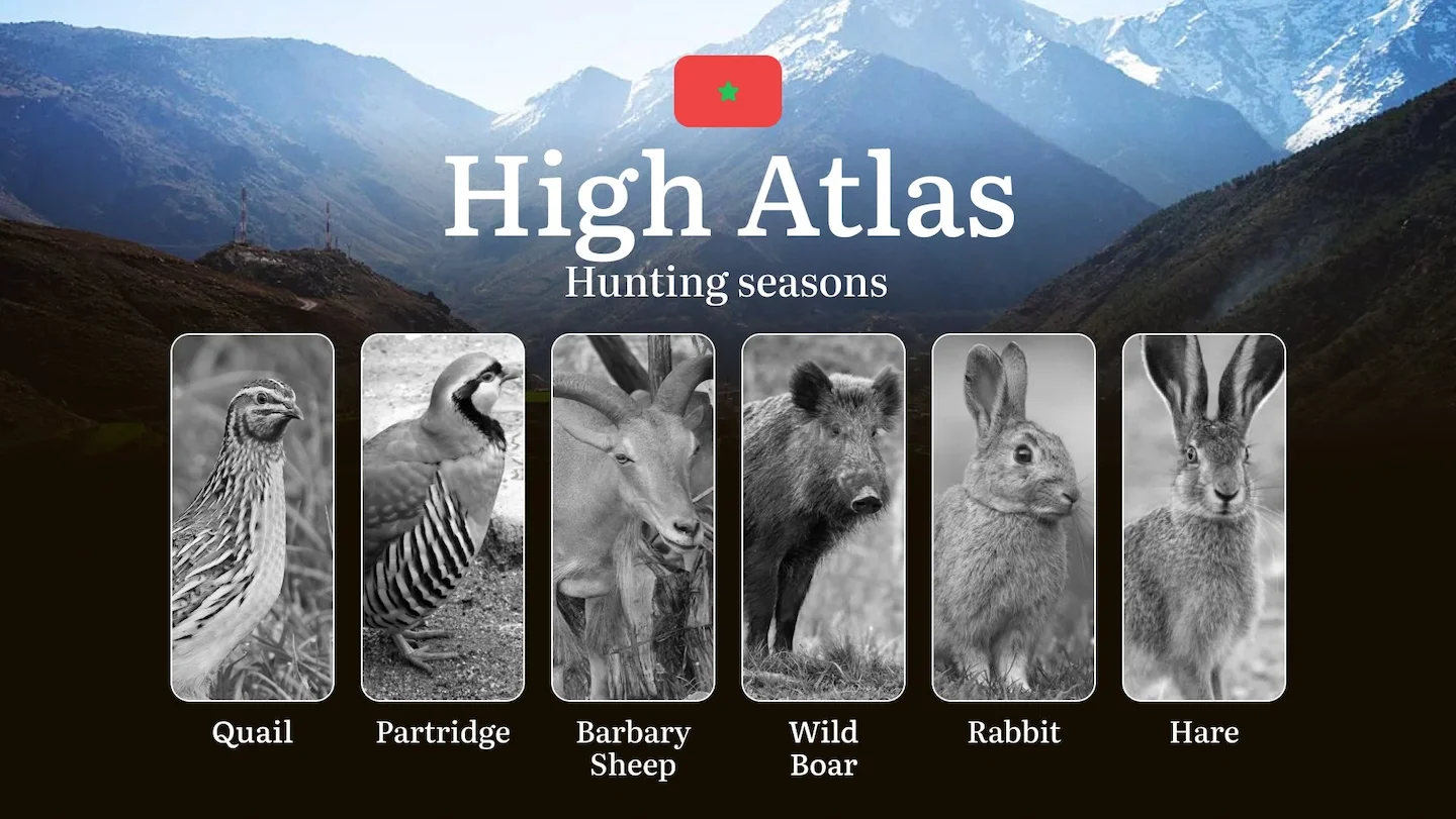 Hunting Periods and Permits in High Atlas: A Detailed Look at Game Movement Throughout the Year, Seasonal Limits, and Li…
