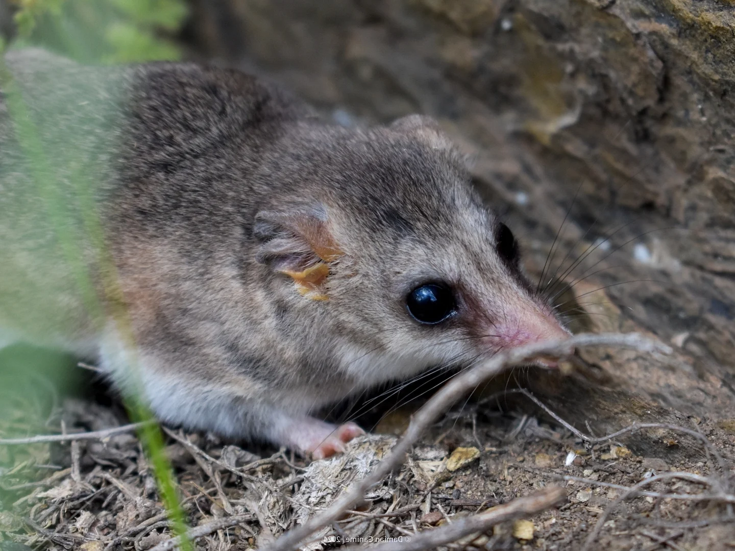 Photo of Witmaagvetstert-buissiekat (Thylamys pallidior)