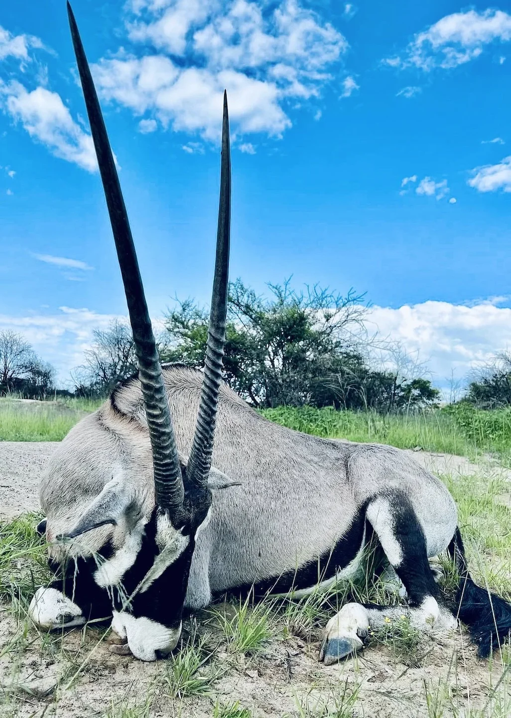 Oryx Hunting in Africa: A Comprehensive Guide for the Discerning Hunter