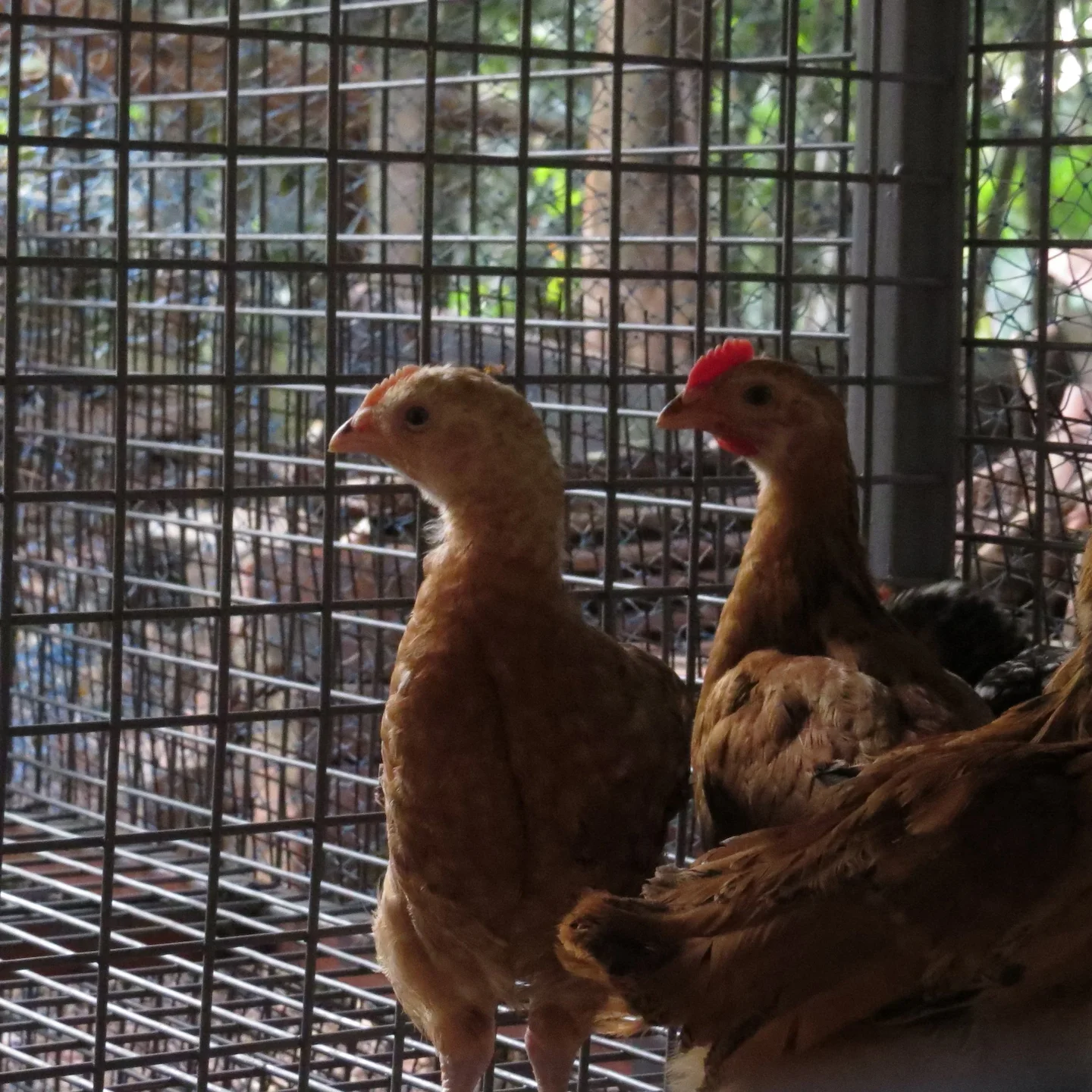 Ban on Hen Cages and Pig Farrowing Crates: UK Government Unveils Sweeping Animal Welfare Reforms