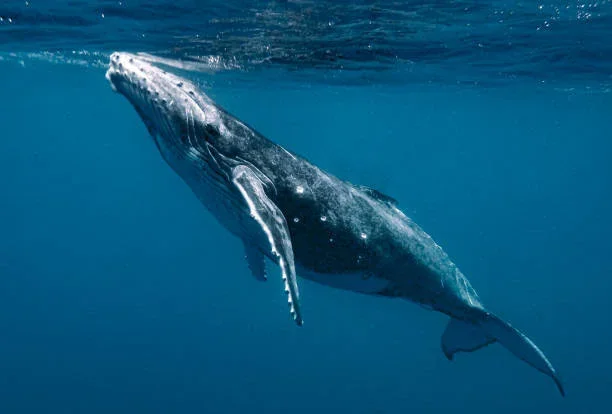 Norway raises its 2026 whaling quota - and repeats the “sustainable seafood” spin