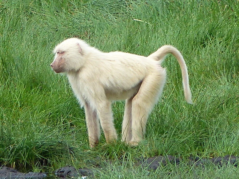 Photo of Hamadryas-baboen (Papio hamadryas)