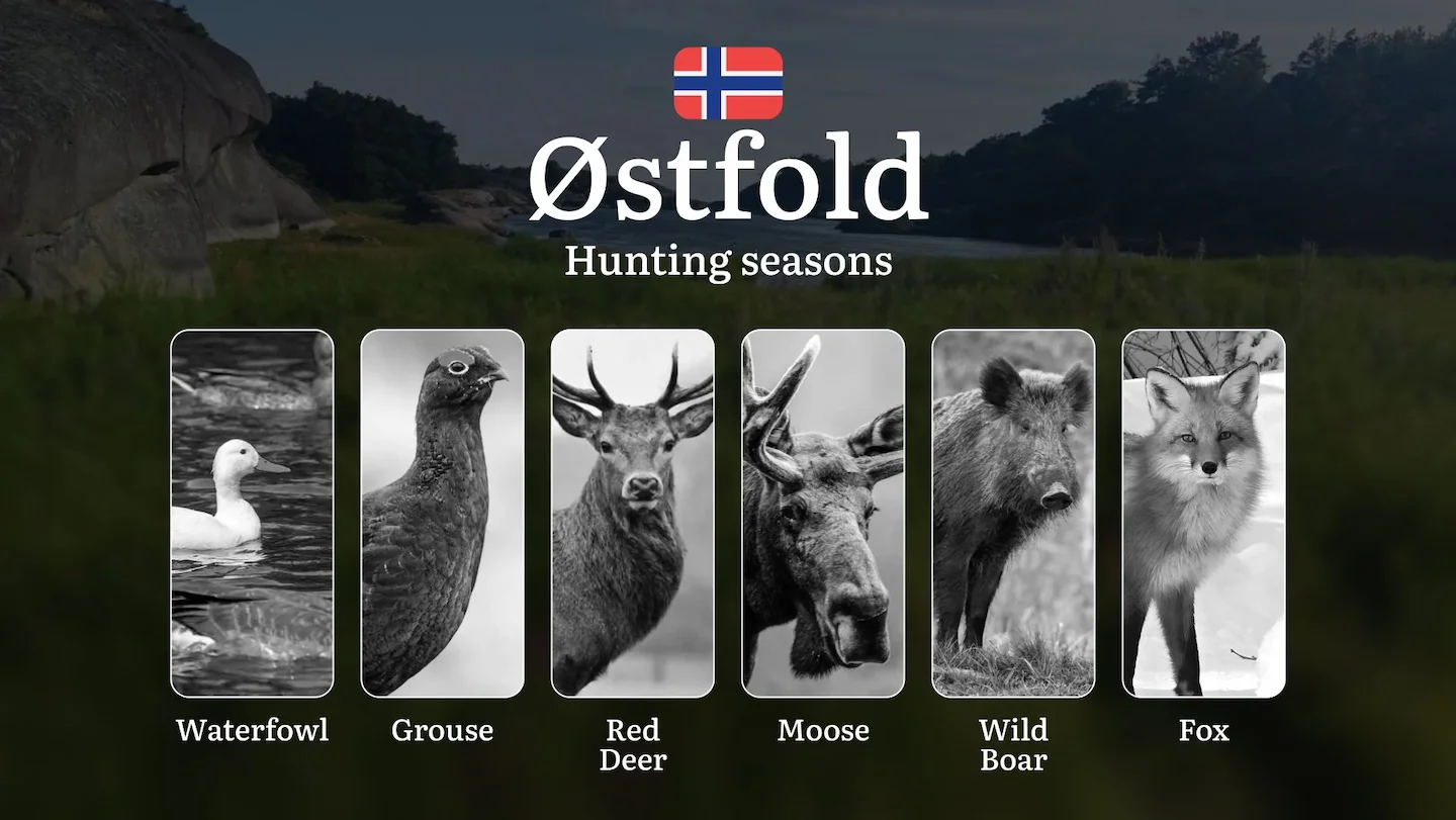 Hunting Periods and Local Rules in Østfold: Species You Can Hunt Throughout the Year, Seasonal Activity of Game, and the…