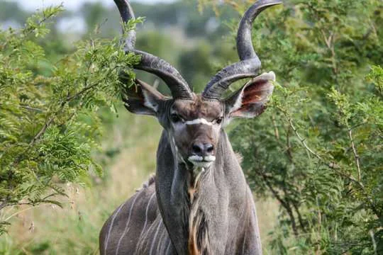 The Top Five South African Hunting Trophies
