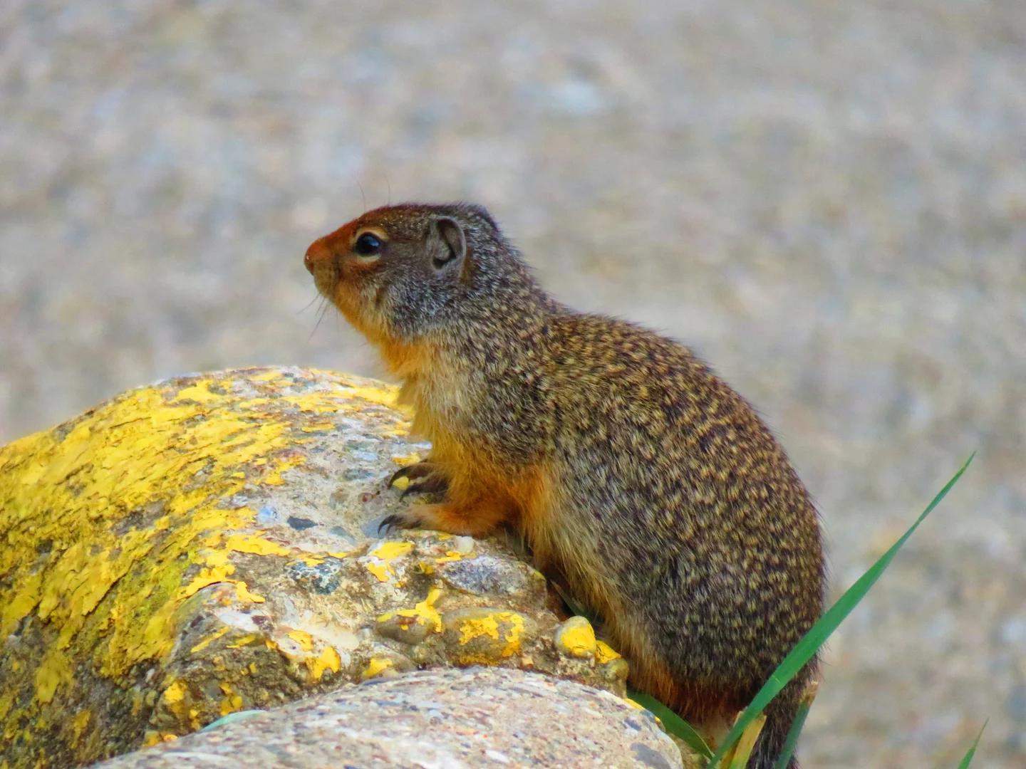 Photo of Columbia-grondvark (Urocitellus columbianus)