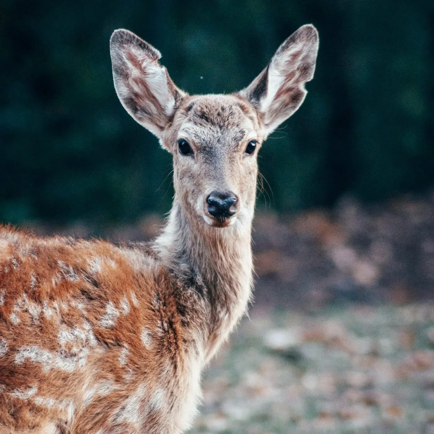 Defra Deer Policy 2026: Verified Facts for UK Hunters & Land Managers