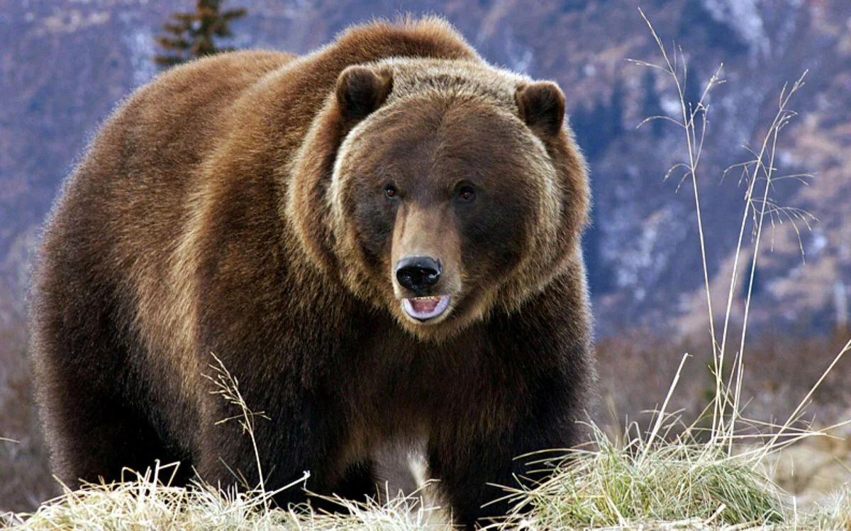 🐻 Охота на медведя в России 2026: лимиты, сроки и скрытые правила