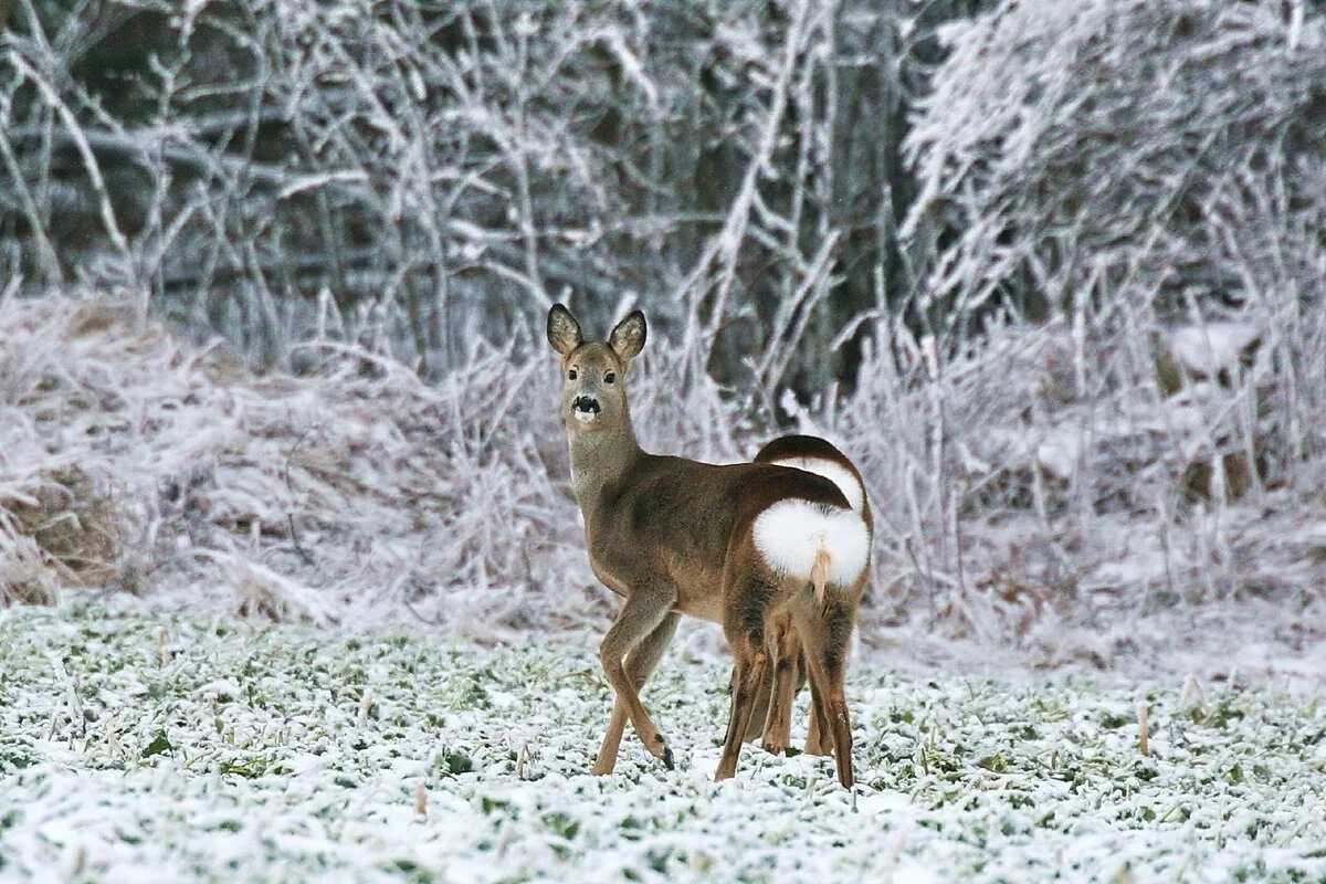 Illegal Hunting Shock in Sweden: Four Men Face Trial for Deer Poaching in Lund – Could Get 4 Years in Prison