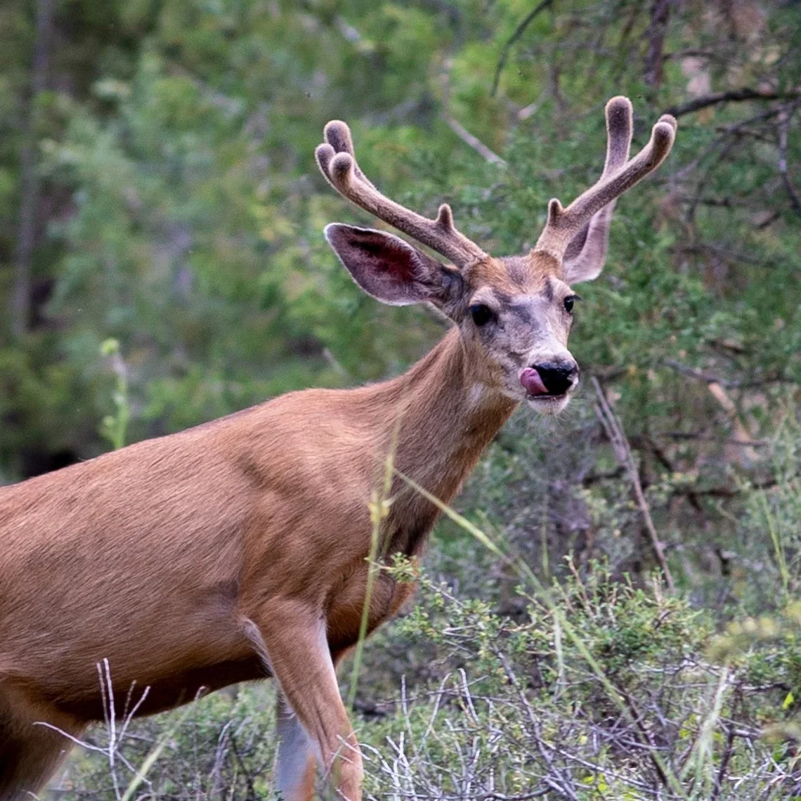 CWD Confirmed in New Wyoming Hunting Area