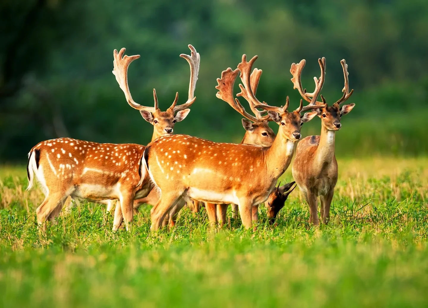 Fallow Deer Hunting in Tasmania: Best Locations and Seasonal Tips, Demographics, Legislation System, Laws and Hunting Se…
