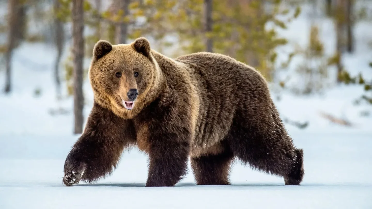 Conclusa la prima fase di monitoraggio genetico dell'orso bruno marsicano