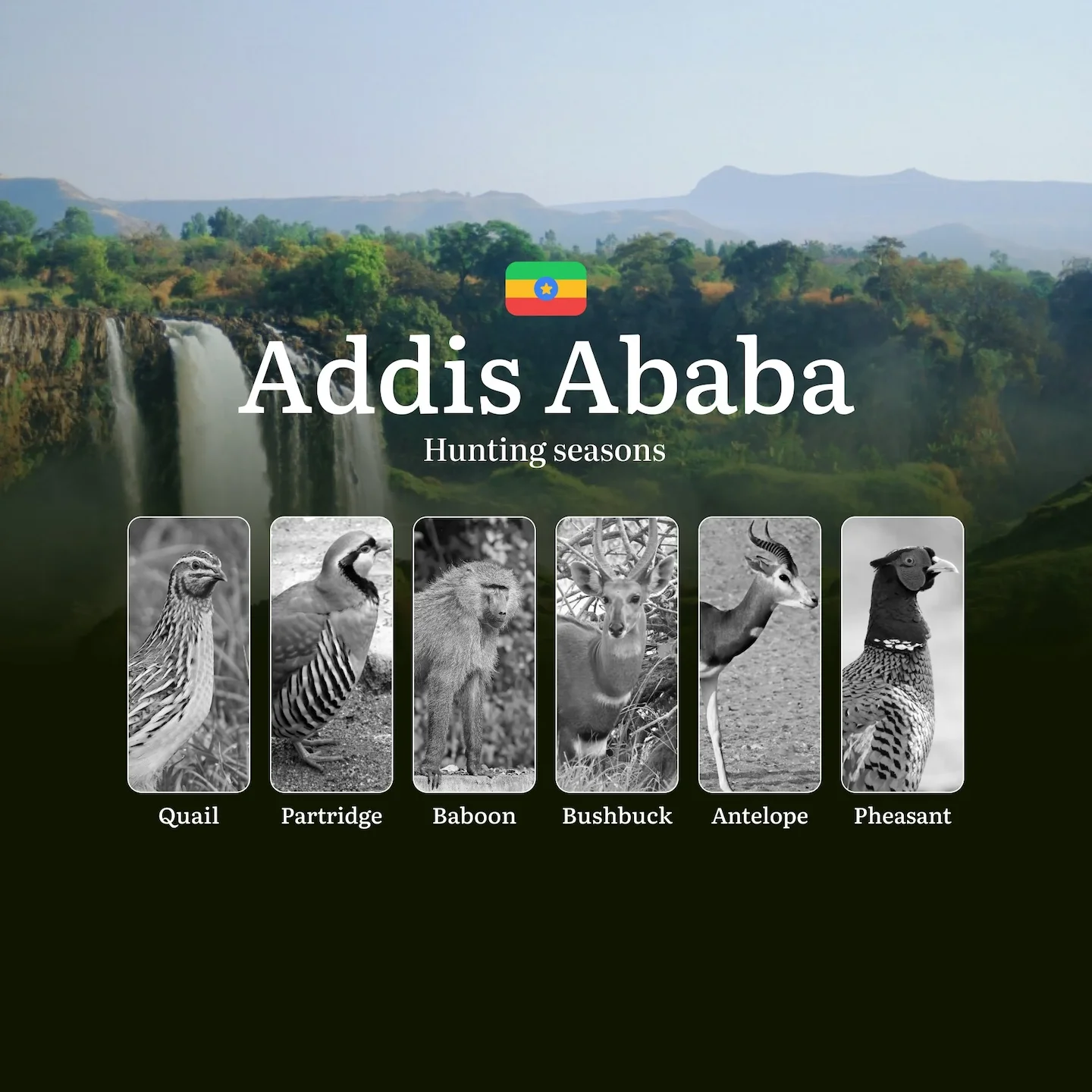 Hunting Seasons in Ethiopia, Features of the ADDIS ABABA Region: Time and Dates, Prohibited Species and Legal Restrictio…