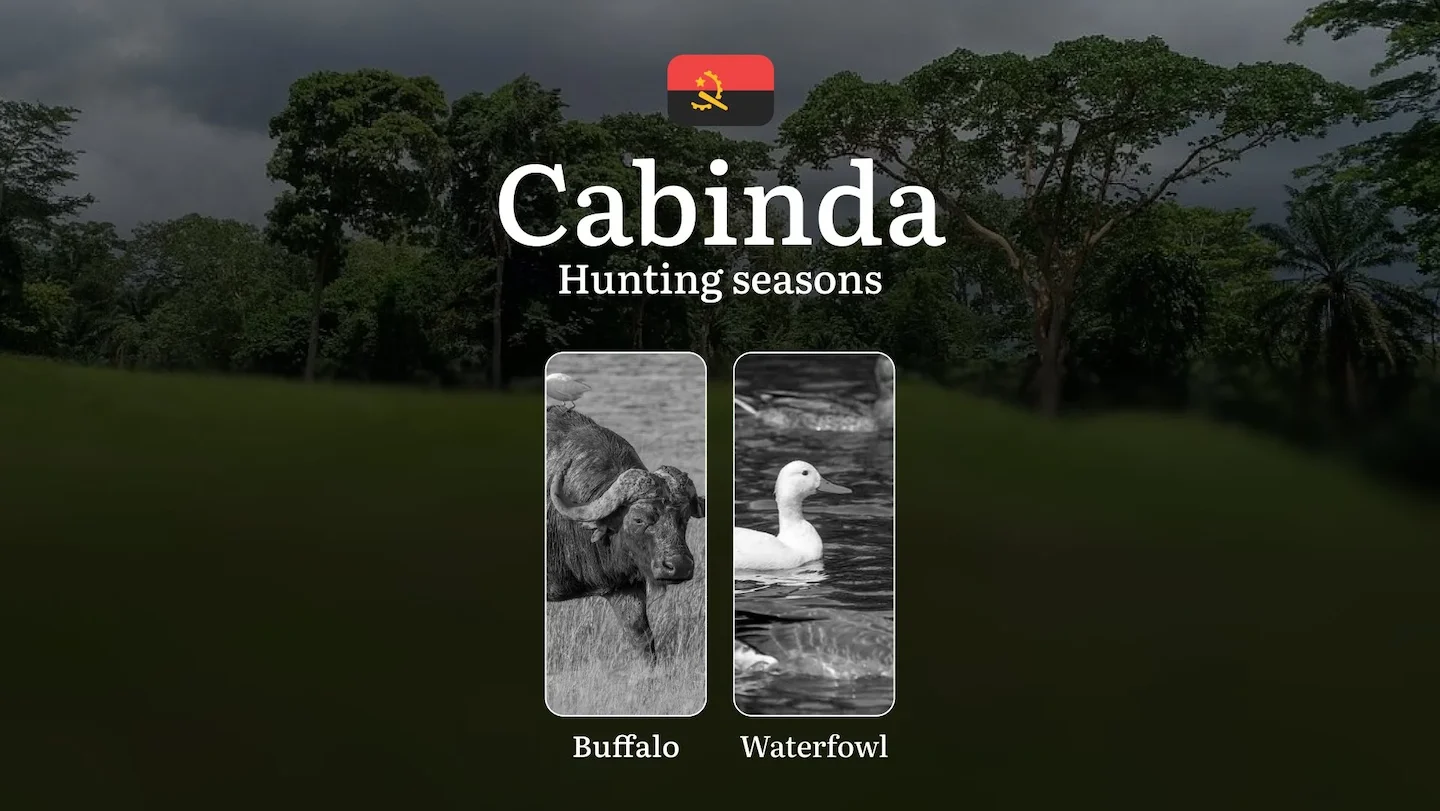 Hunting in Cabinda: Understanding Hunting Calendar, Legal Permits and Restrictions, Local Hunting Traditions
