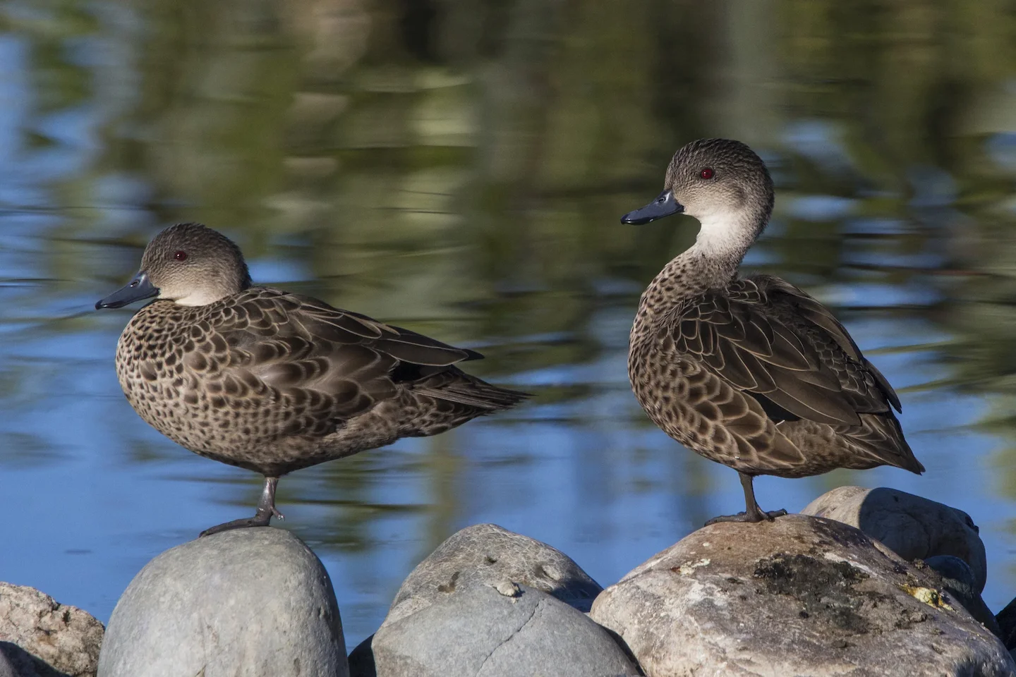 Murray River Hunting in SA: Exploring Prime Locations for Waterfowl and Game, Demographics, Legislation System, Associat…