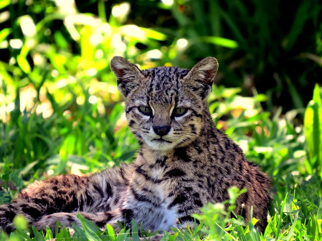 Photo of Geoffroy-se kat (Leopardus geoffroyi)