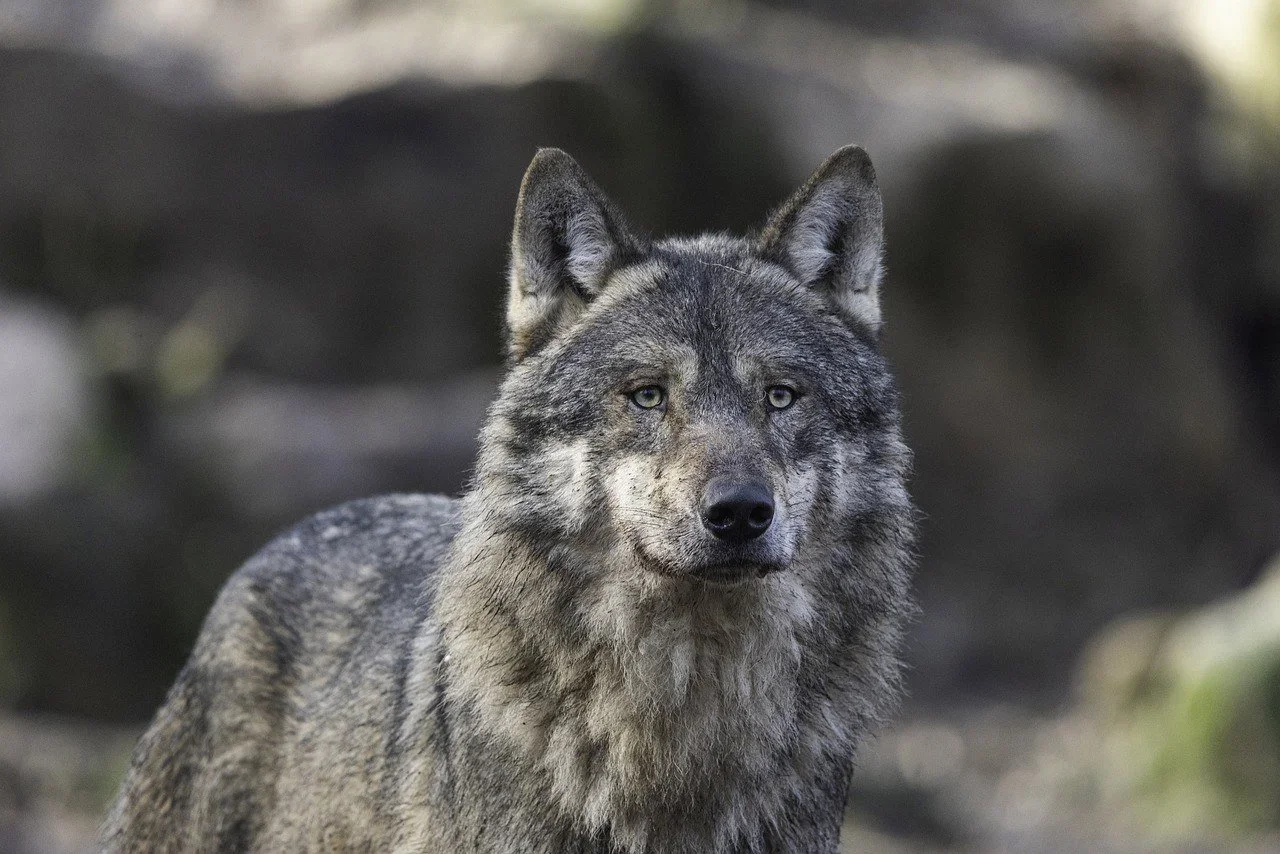 Finland Opens Regulated Wolf Hunting in 2026: What Hunters Need to Know