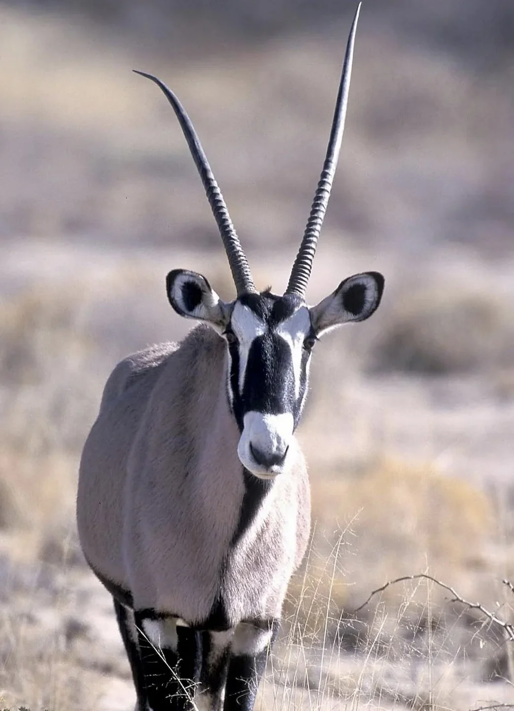 Oryx Hunting in Africa: A Comprehensive Guide for the Discerning Hunter