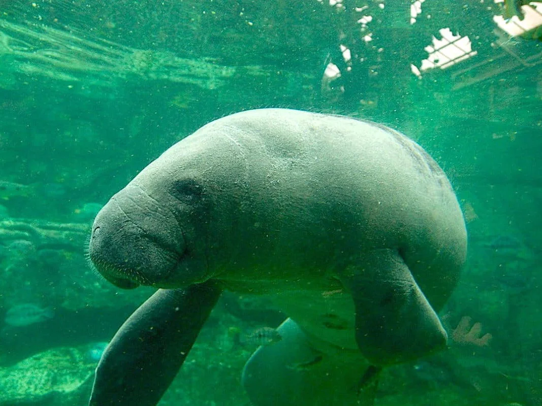 Photo of Afrika-manatee (Trichechus senegalensis)