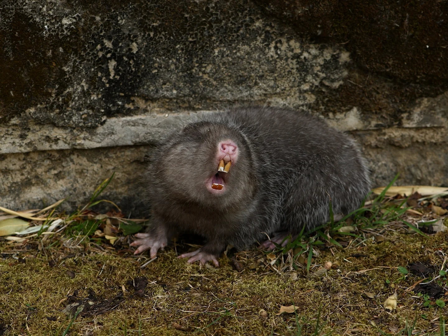 Photo of Grys bamboesrot (Rhizomys pruinosus)