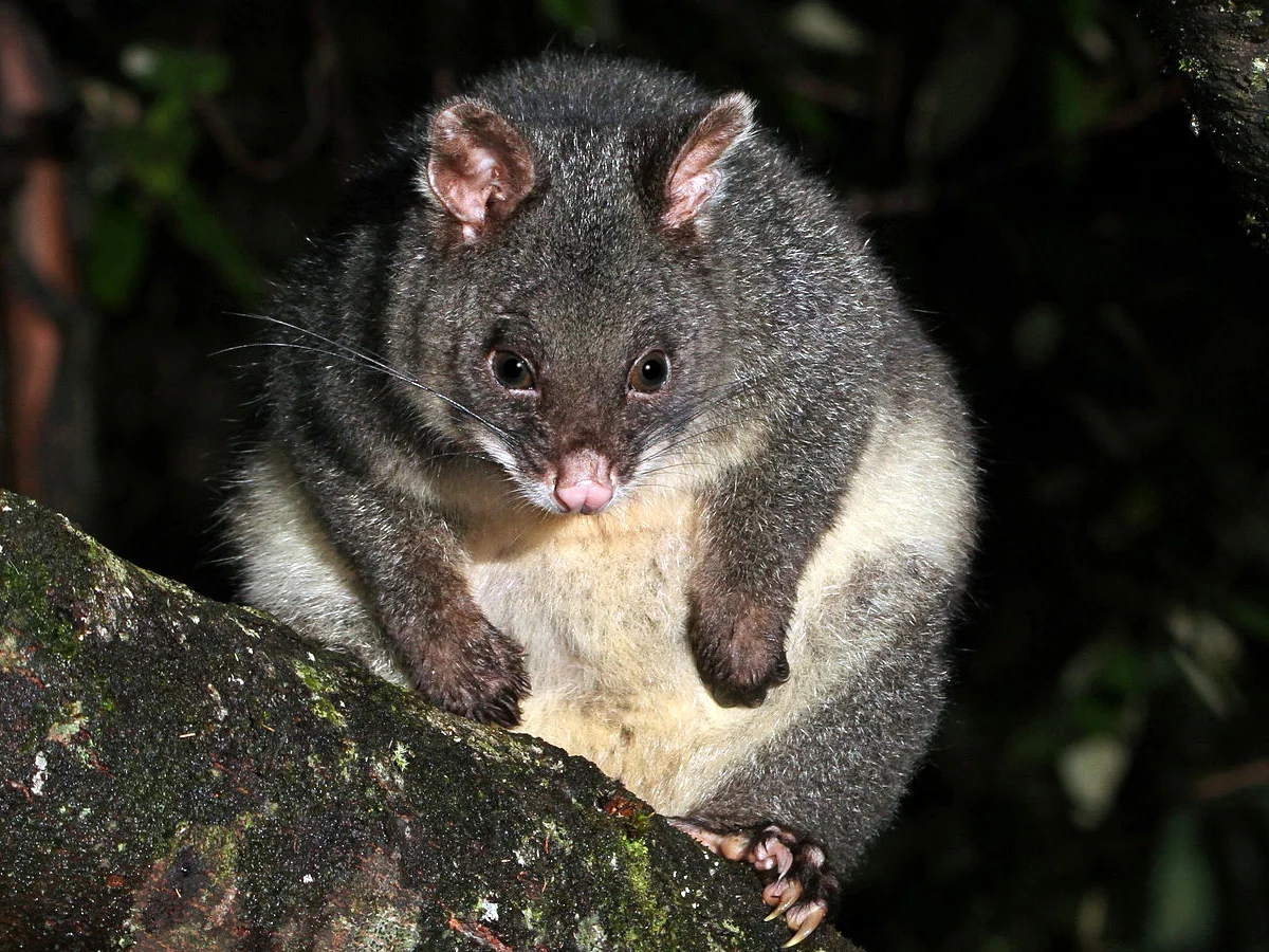 Photo of Bergborststertpossum (Trichosurus cunninghami)