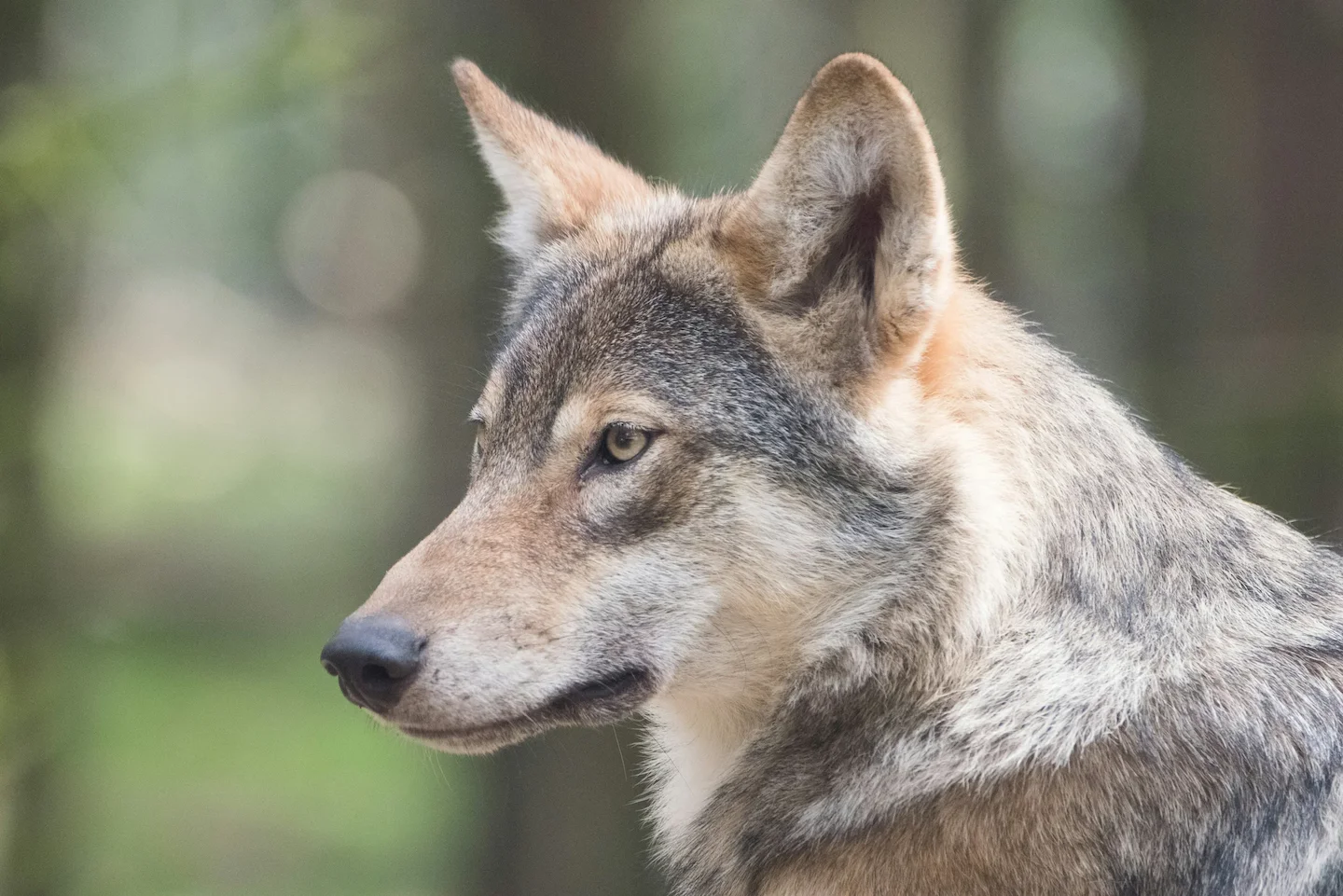 Hunting in the ALBERTA BOREAL FOREST Region: Unveiling Geographical Characteristics and Demographics, Associations and C…
