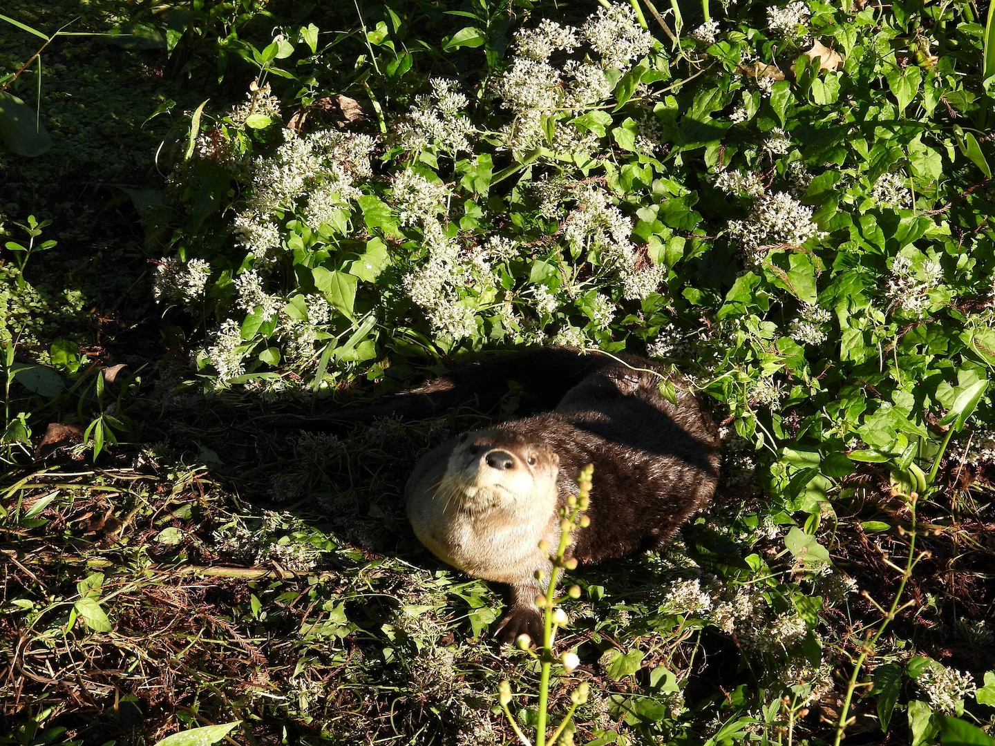Comune Comune canadensis