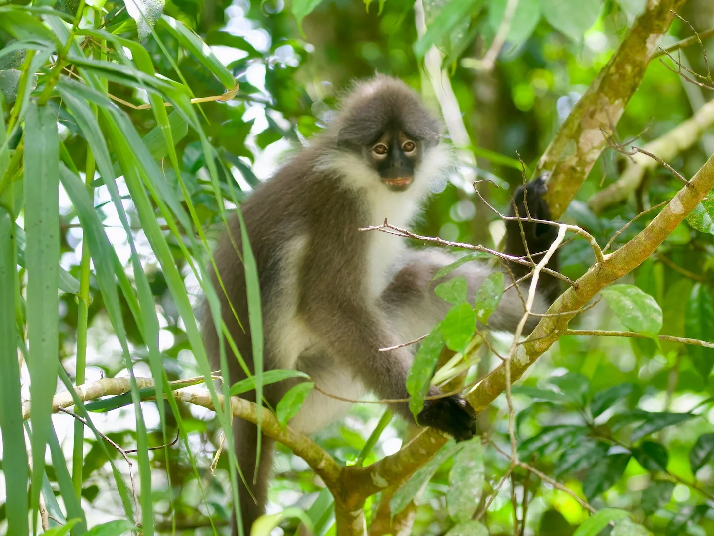 Photo of Witdy-surili (Presbytis siamensis)