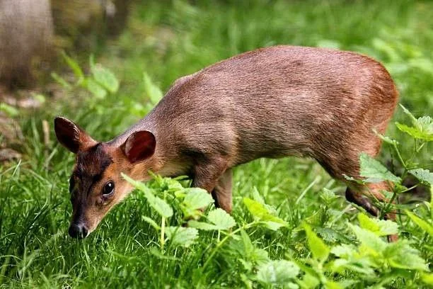 Okapi Reserve Under Siege: Protecting Congo’s Forest Giants & Indigenous Hunters
