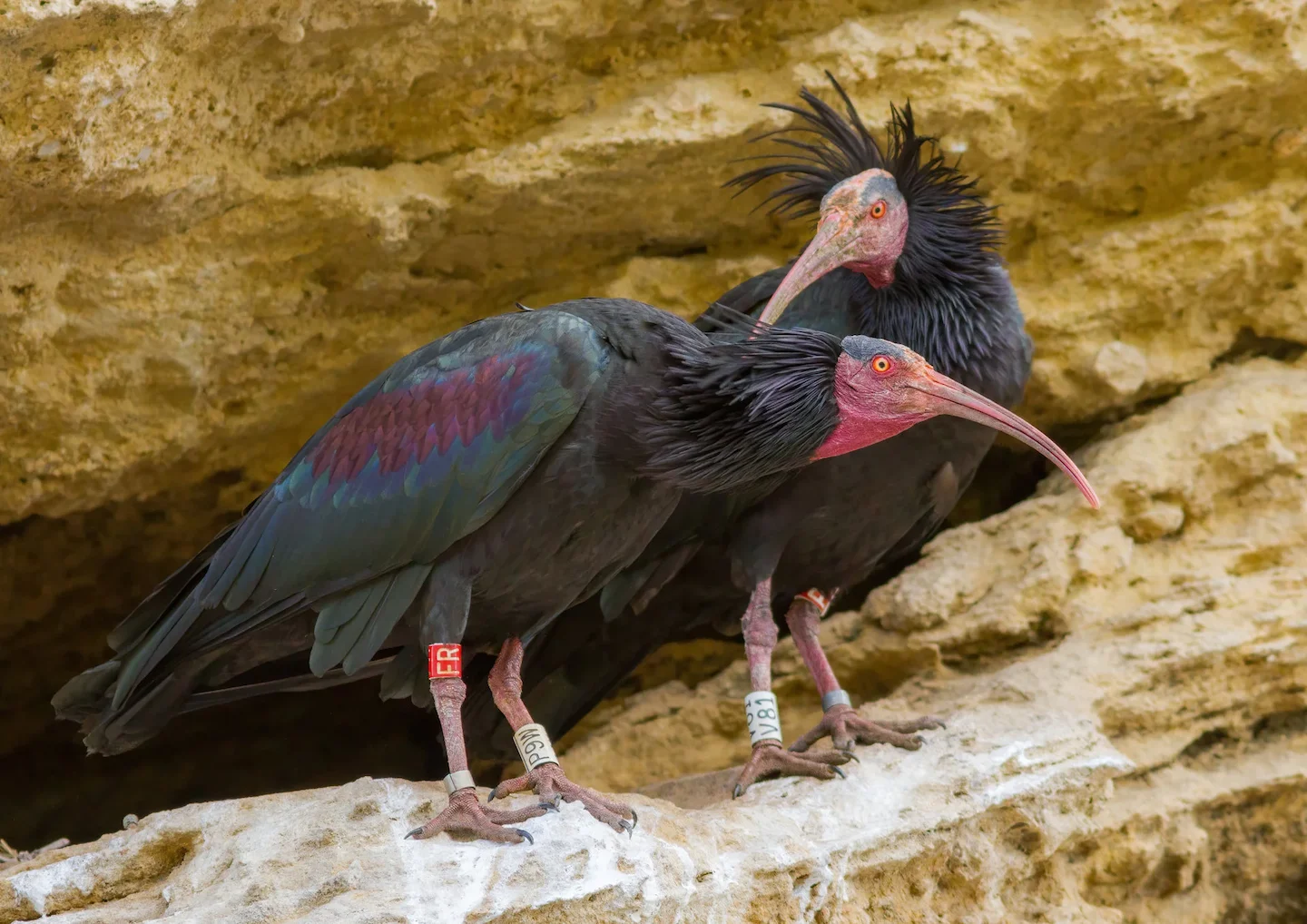 Nelle Marche è Stato Avvistato un Raro Ibis Eremita: L'Esemplare è in Buone Condizioni
