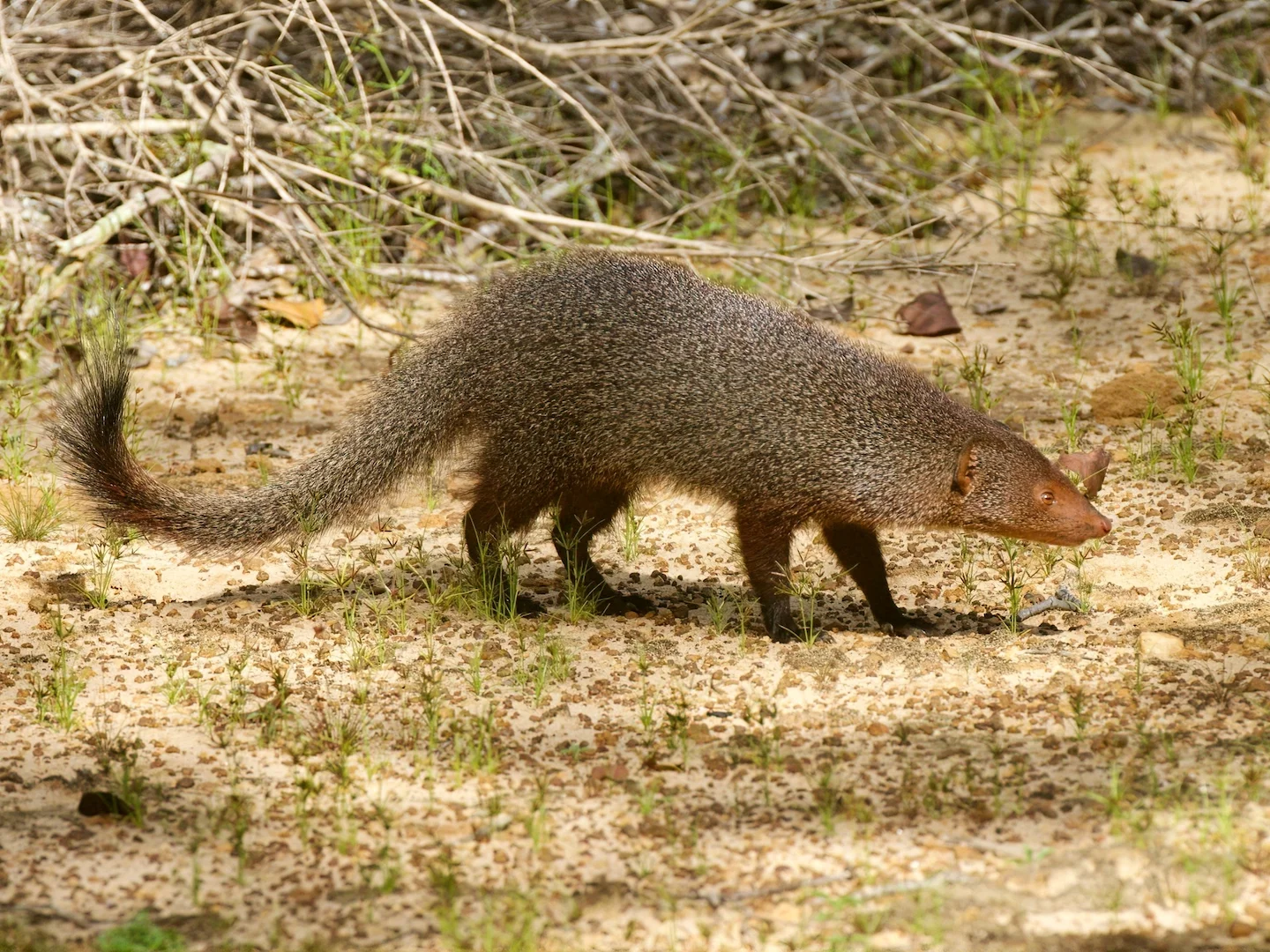 Photo of Rooimangoes (Urva smithii)