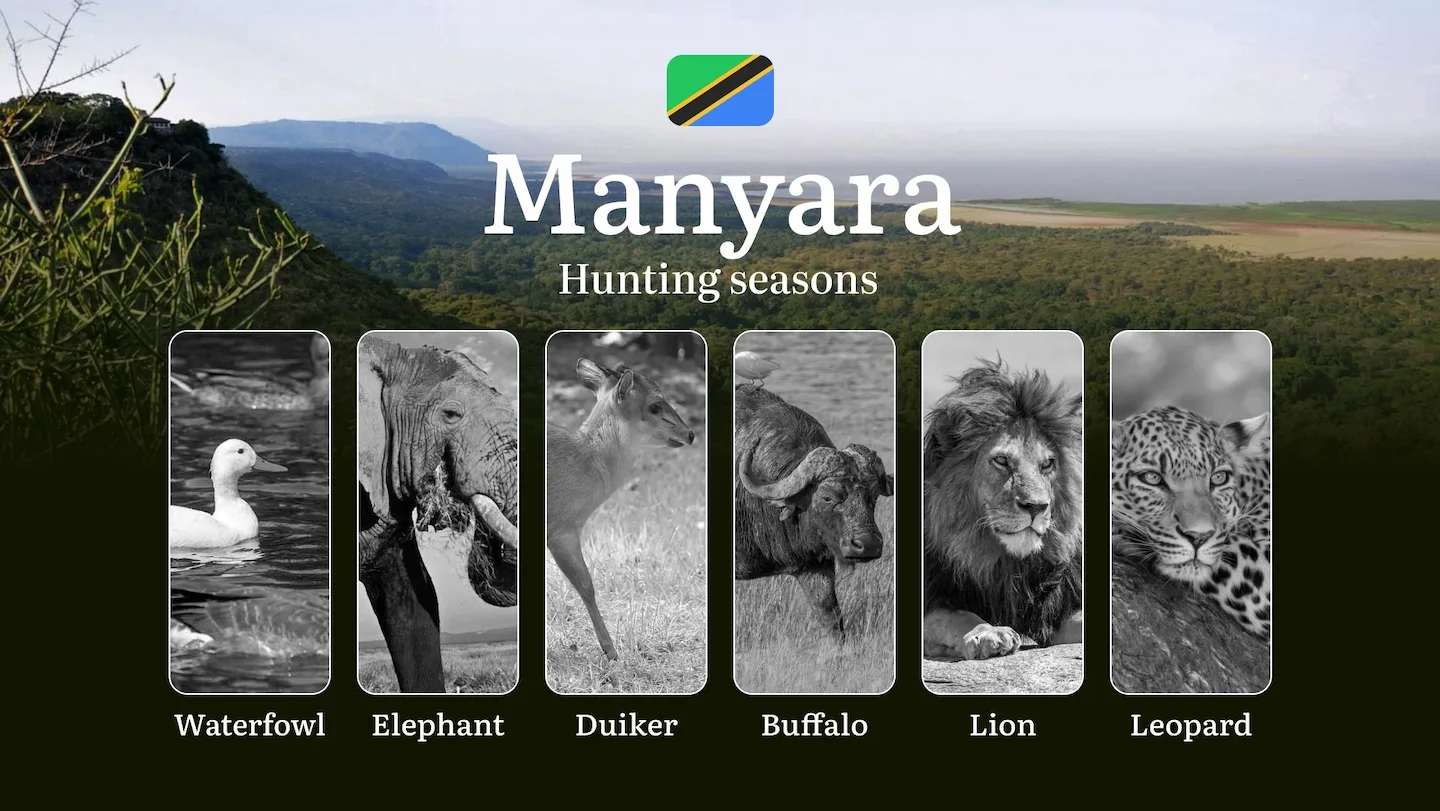Hunting Date Ranges in Manyara: Species Available Throughout the Year, Seasonal Game Patterns, and Steps to Acquire an O…