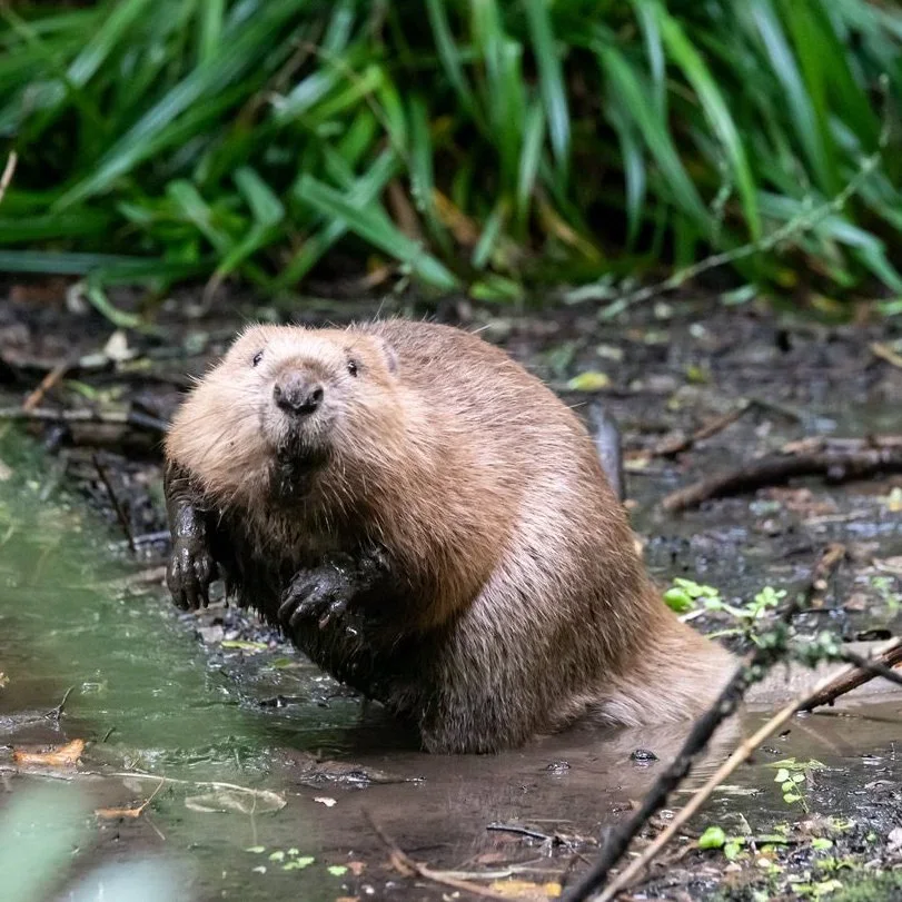 Beaver Reintroduction in Cornwall Marks Historic Step for UK Wildlife Recovery