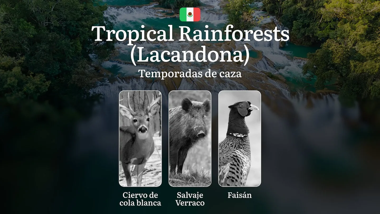 Temporadas y períodos de caza en la Selva Lacandona: Fechas, Especies y Regulaciones, Cómo Obtener un Permiso y Evitar M…