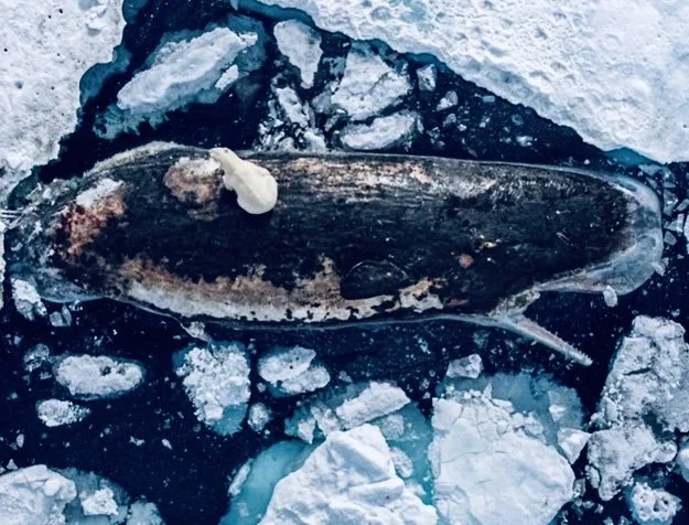 A Glimpse into the Arctic’s Cycle of Life and Death