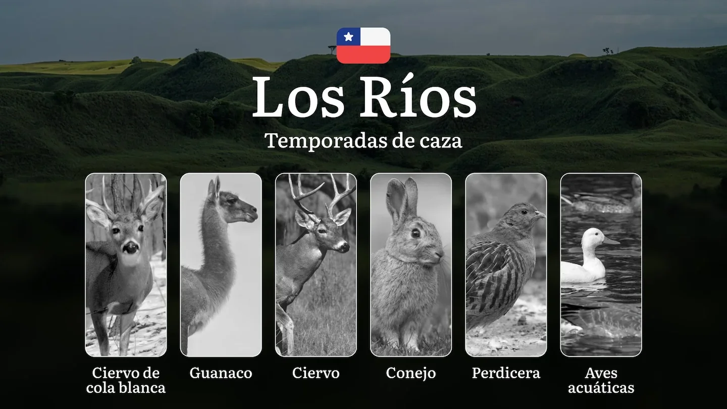 Fechas de caza en La Región de Los Ríos, Chile:normas y plazos de caza, especies protegidas y restricciones legales, una…