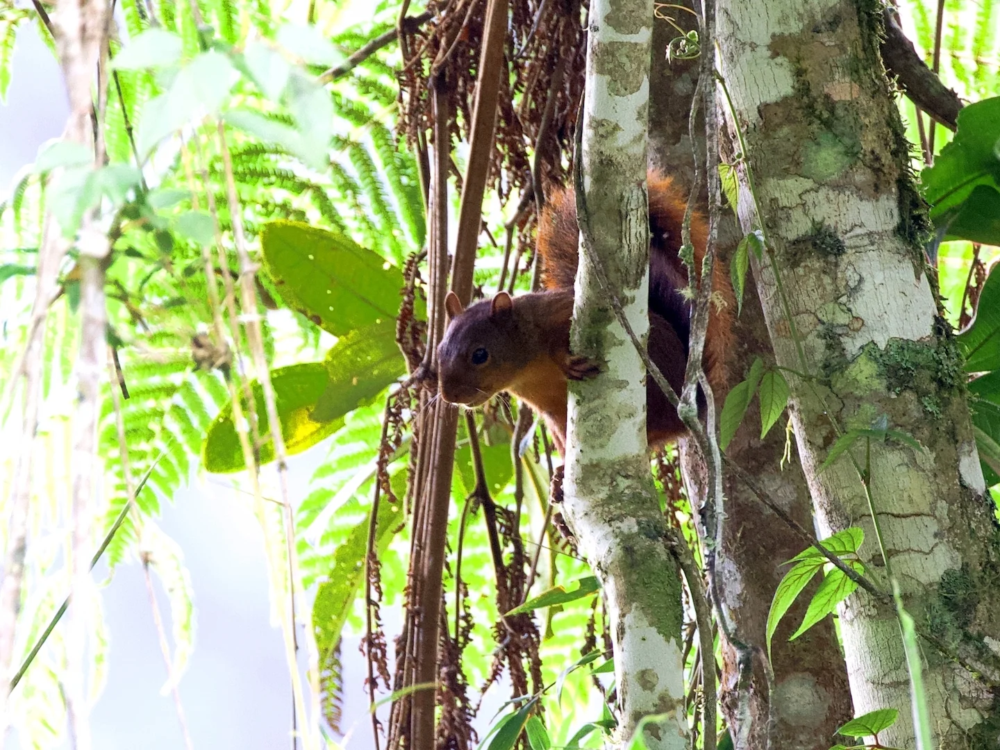 Photo of Rooi eekhoring van Junín (Sciurus pyrrhinus)
