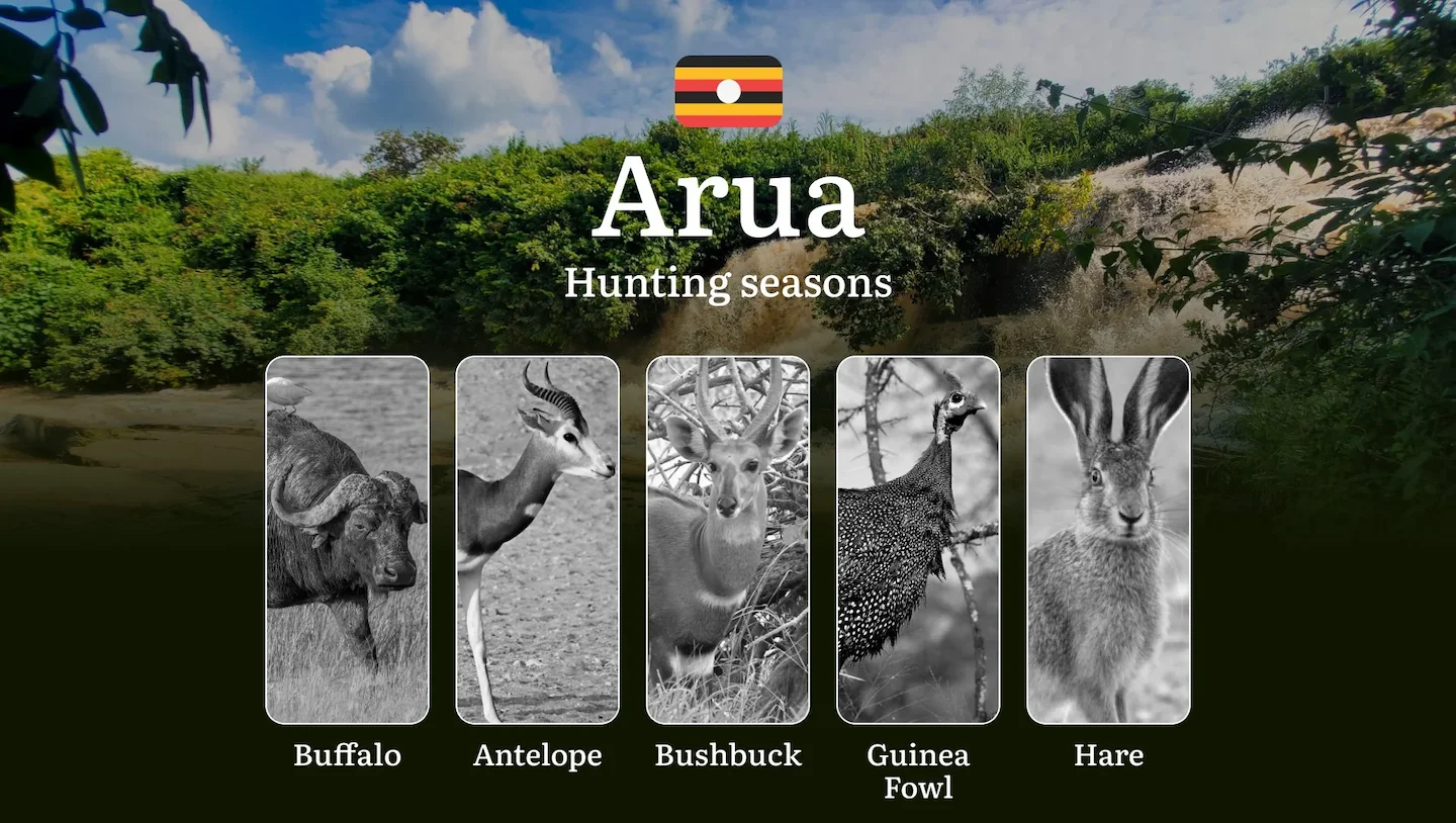 Hunting Season Dates in Arua: Regulatory Caps and Seasonal Closures, License Requirements, Penalties and Legal Outcomes…