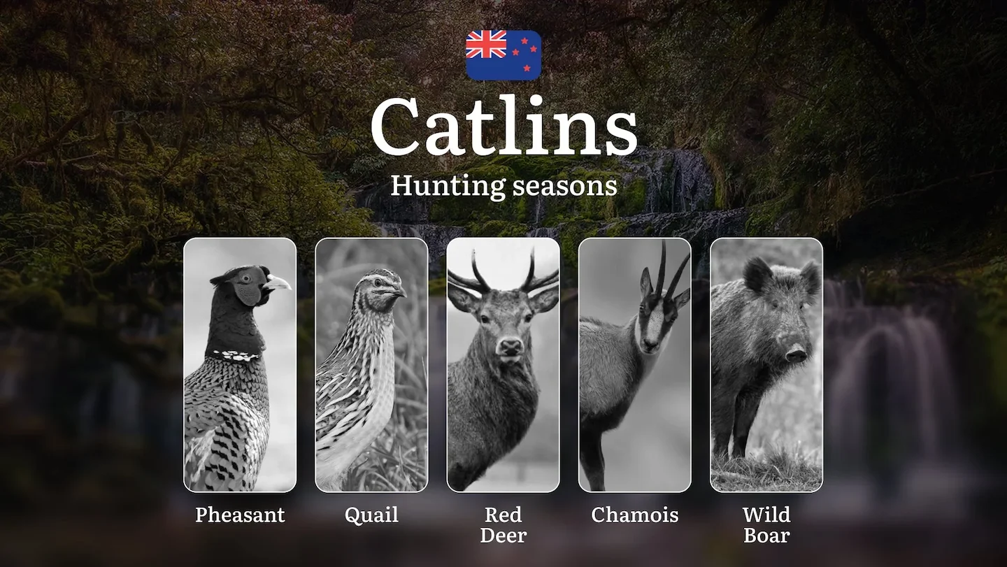 CATLINS Forest Region: Rules, Dates, and Features, Periods and Types of Game, Tips for Choosing Time, Location, and Tact…
