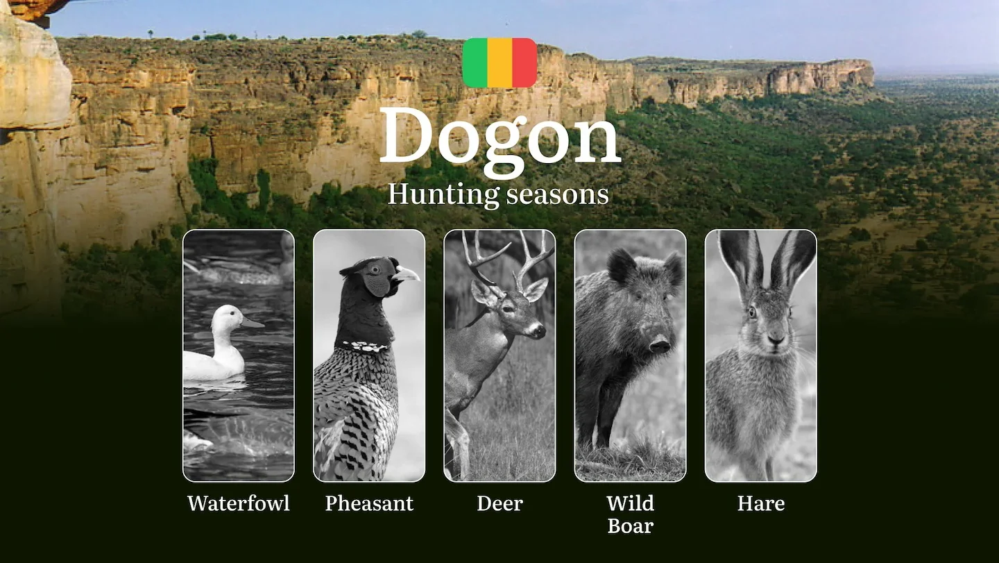 Hunting Periods in Dogon: Peak Hunting Periods for Large and Small Game, What’s Off Limits, Rules and Exceptions, Gettin…
