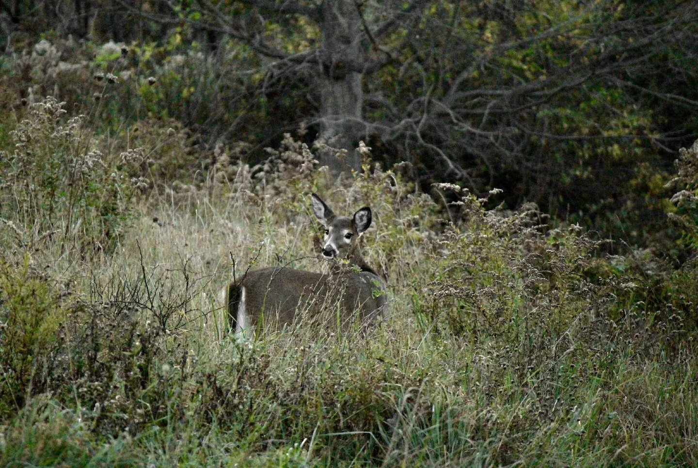 Parks Canada Proposes Deer Cull on Historic Grosse-Île, Sparking Animal Welfare Debate