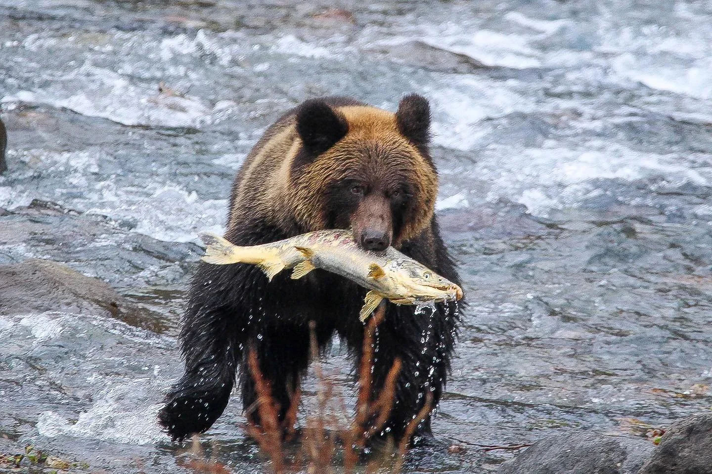クマ狩りの特徴