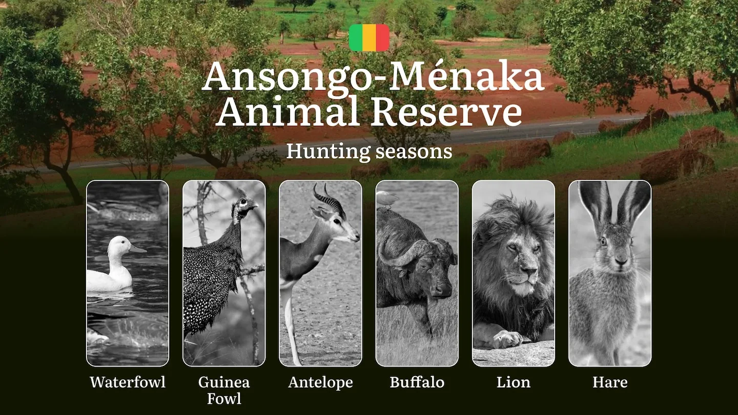 Hunting Periods in Ansongo-Ménaka Animal Reserve: Peak Hunting Periods for Large and Small Game, What’s Off Limits, Rule…