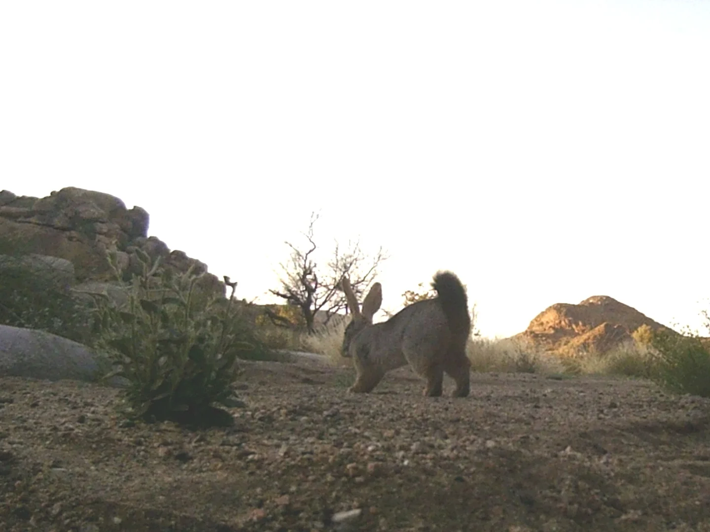 Photo of Smith se rooi haas (Pronolagus rupestris)