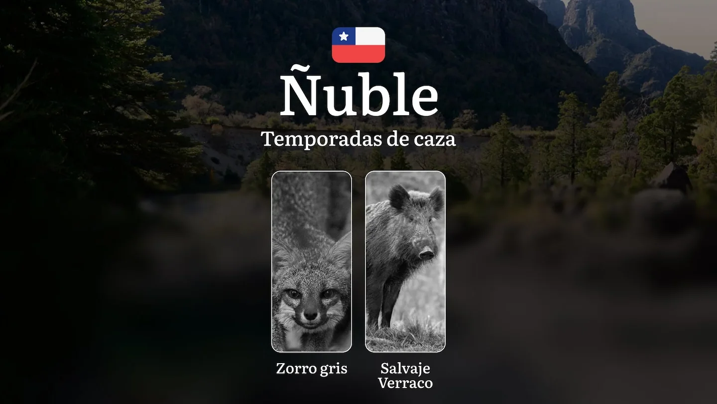 Temporadas de caza en la región de Ñuble, Chile: fechas, licencias, normas y mejores épocas para la caza, prohibiciones…