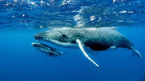 Norway raises its 2026 whaling quota - and repeats the “sustainable seafood” spin