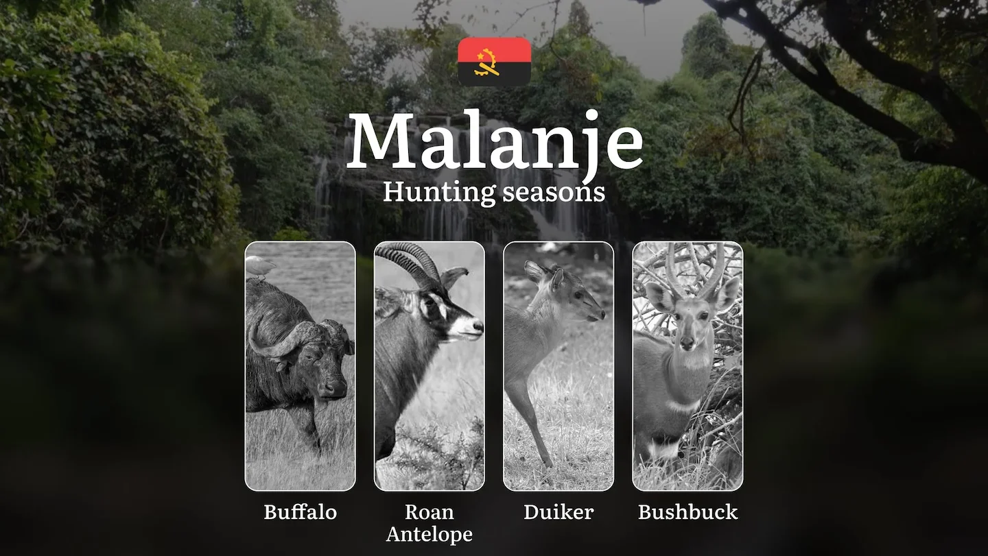 Hunting in Malanje: Understanding Hunting Calendar, Legal Permits and Restrictions, Local Hunting Traditions