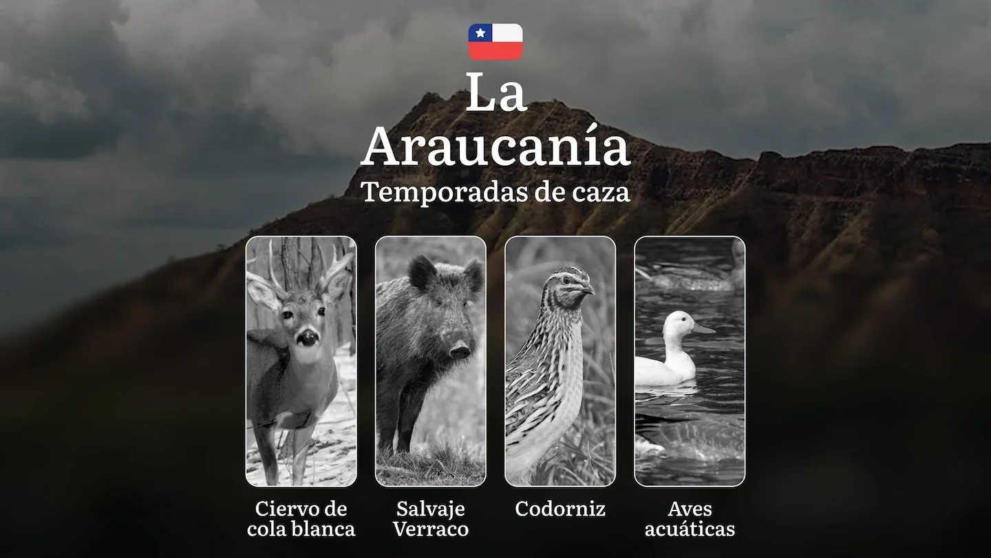 Temporadas de Caza en la Región de La Araucanía, Chile: Fechas, permisos, reglas y mejores épocas para la caza y los caz…