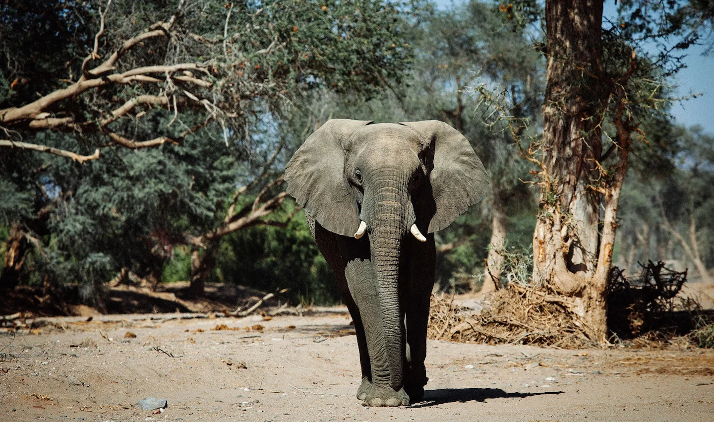 Elephant crop damage remains a major challenge for Zambezi farmers