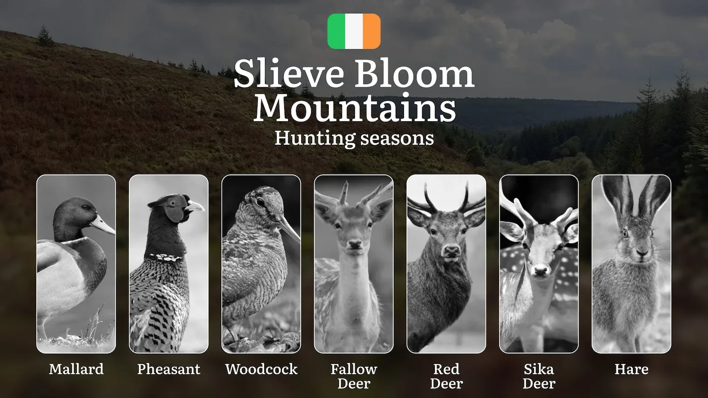 Secrets of the SLIEVE BLOOM: Mastering Hunting Calendar, Licenses, and Prime Game Opportunities in Ireland's Ancient Mou…