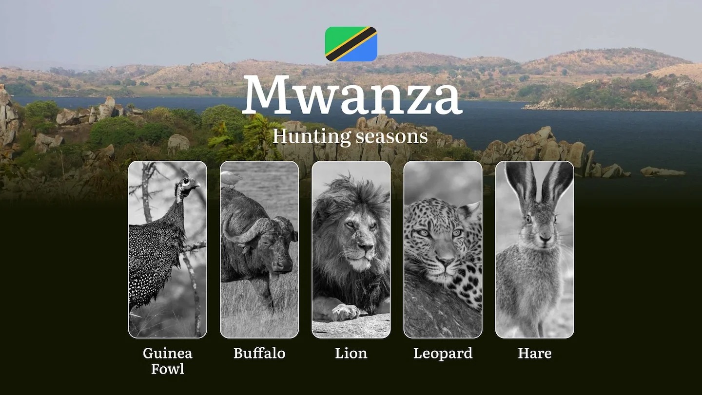 Hunting Date Ranges in Mwanza: Species Available Throughout the Year, Seasonal Game Patterns, and Steps to Acquire an Of…